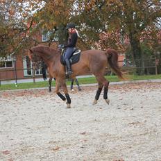 Dansk Varmblod Revaldo D. 