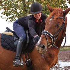 Dansk Varmblod Revaldo D. 