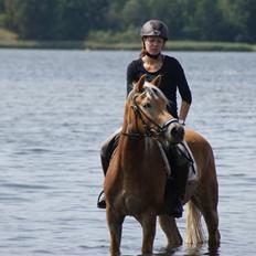 Haflinger Nordan's Wiktoria