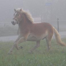 Haflinger Appell Lindegaard