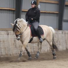 Fjordhest Birkens Jack