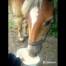 Haflinger Nuka