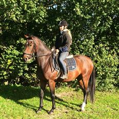 Dansk Varmblod Daytona Knudsgaard