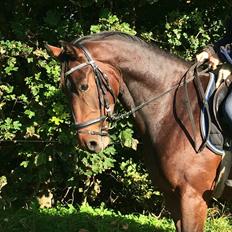 Dansk Varmblod Daytona Knudsgaard