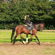 Dansk Varmblod Daytona Knudsgaard