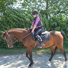 Arabisk fuldblod (OX) Granata