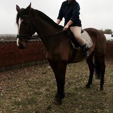 Dansk Varmblod Lillelunds Cheval (Heidi)