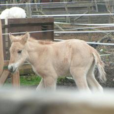 Anden særlig race Ronja
