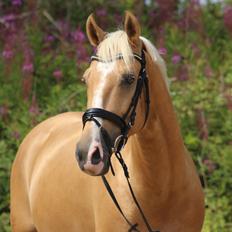 Palomino Stargolds Lopez himmelhest 