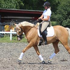 Palomino Stargolds Lopez himmelhest 
