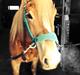 Haflinger Nero