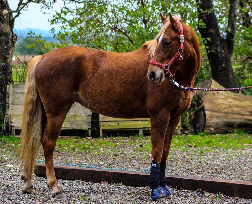 DSP Sunspot - Hvis gud har skabt noget smukkere end hesten,
har han beholdt det for sig selv billede 20