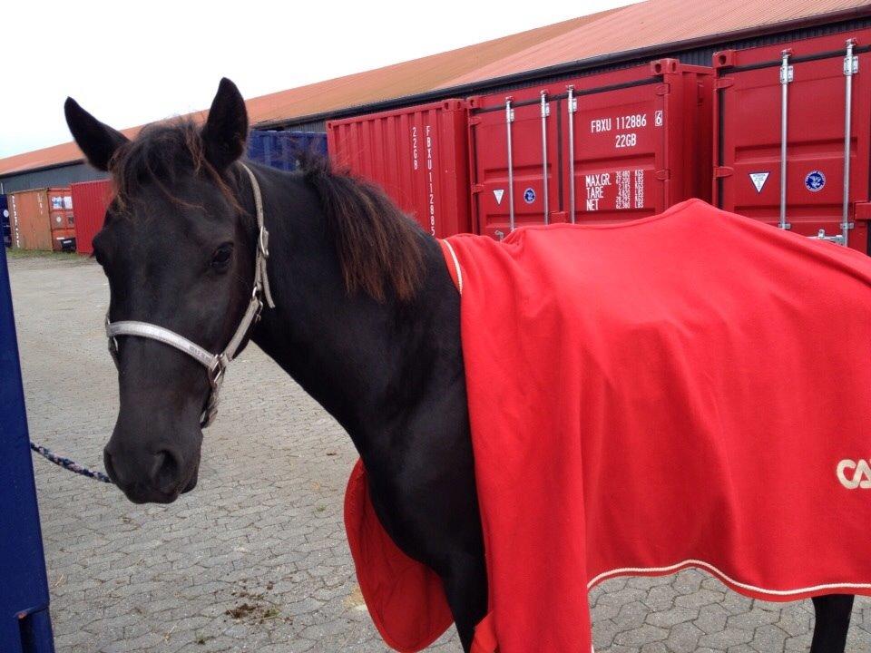 New Forest Egeballes Timian billede 20