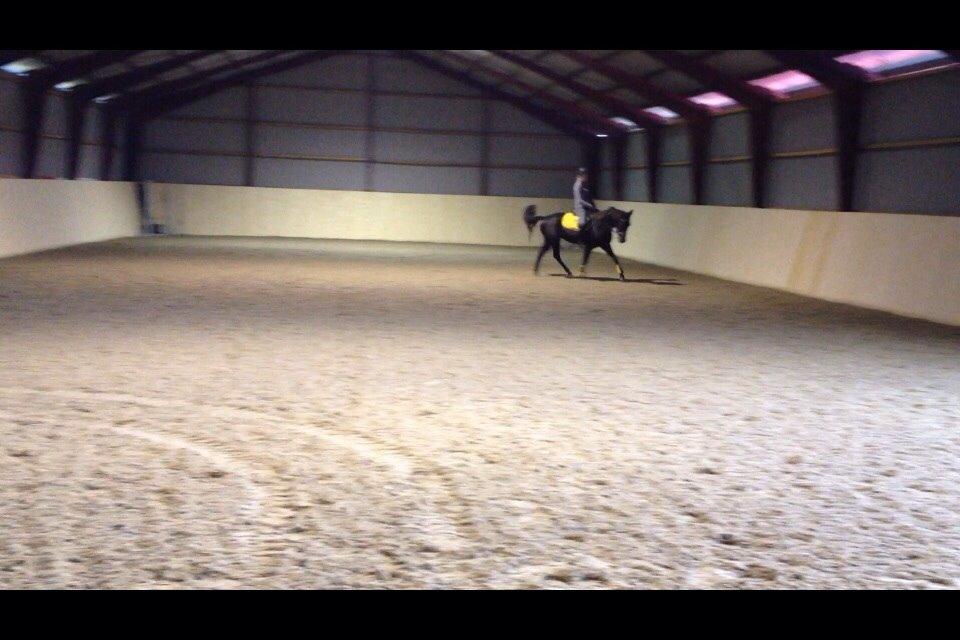 New Forest Egeballes Timian billede 22