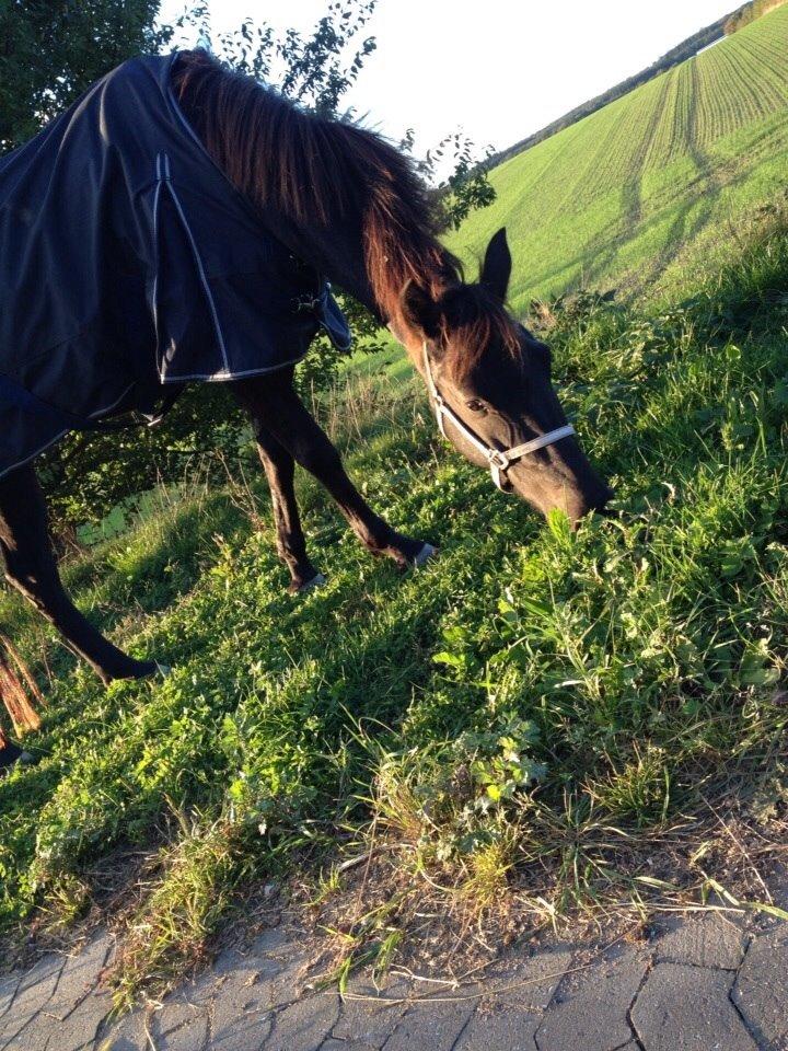 New Forest Egeballes Timian billede 24