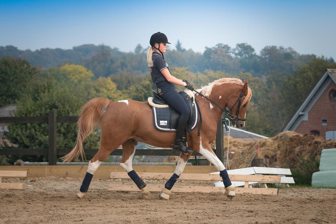 Pinto Araber Felix B-pony og 1/3 A-pony billede 17