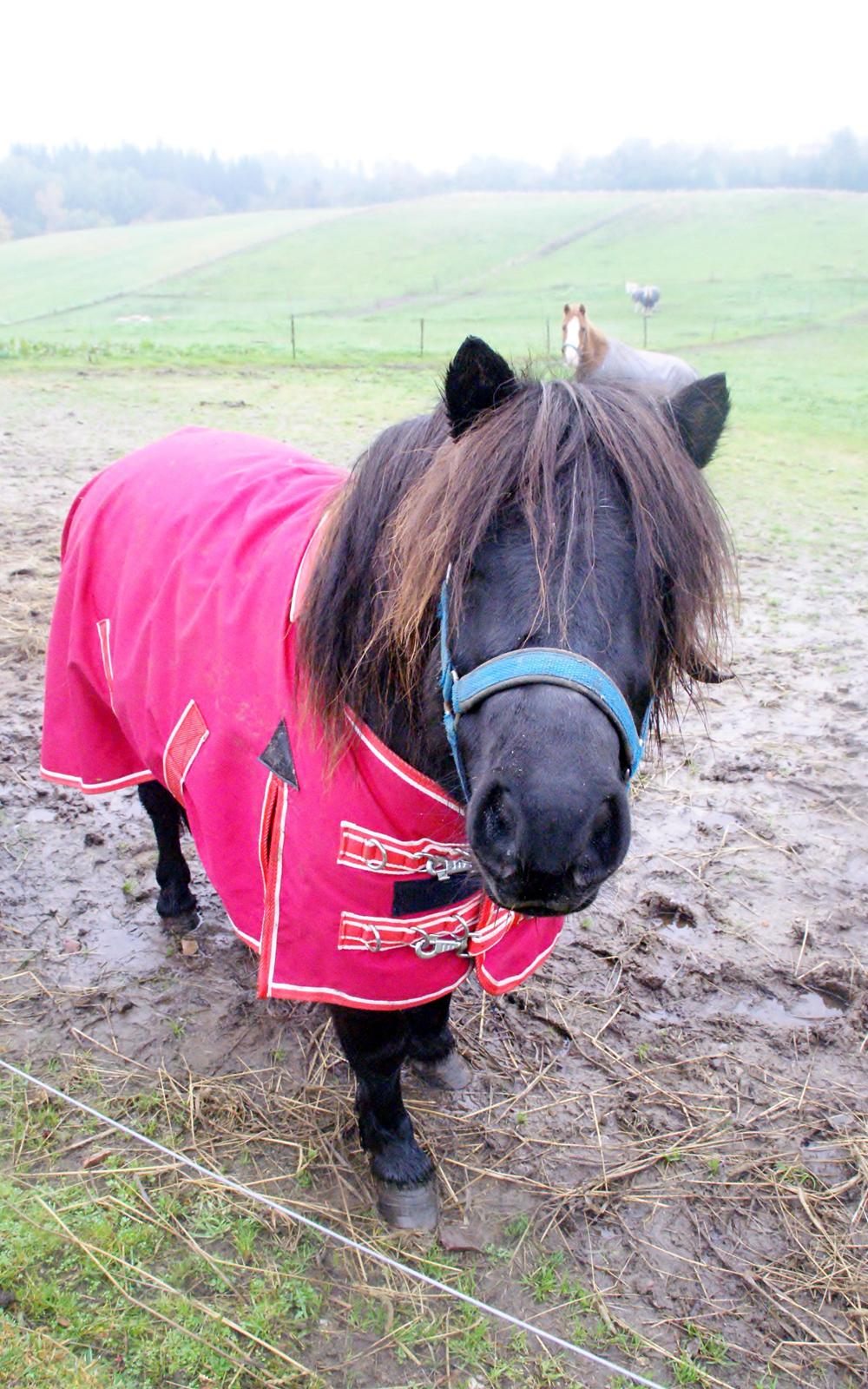 Shetlænder Ryttergaardens Idun billede 1