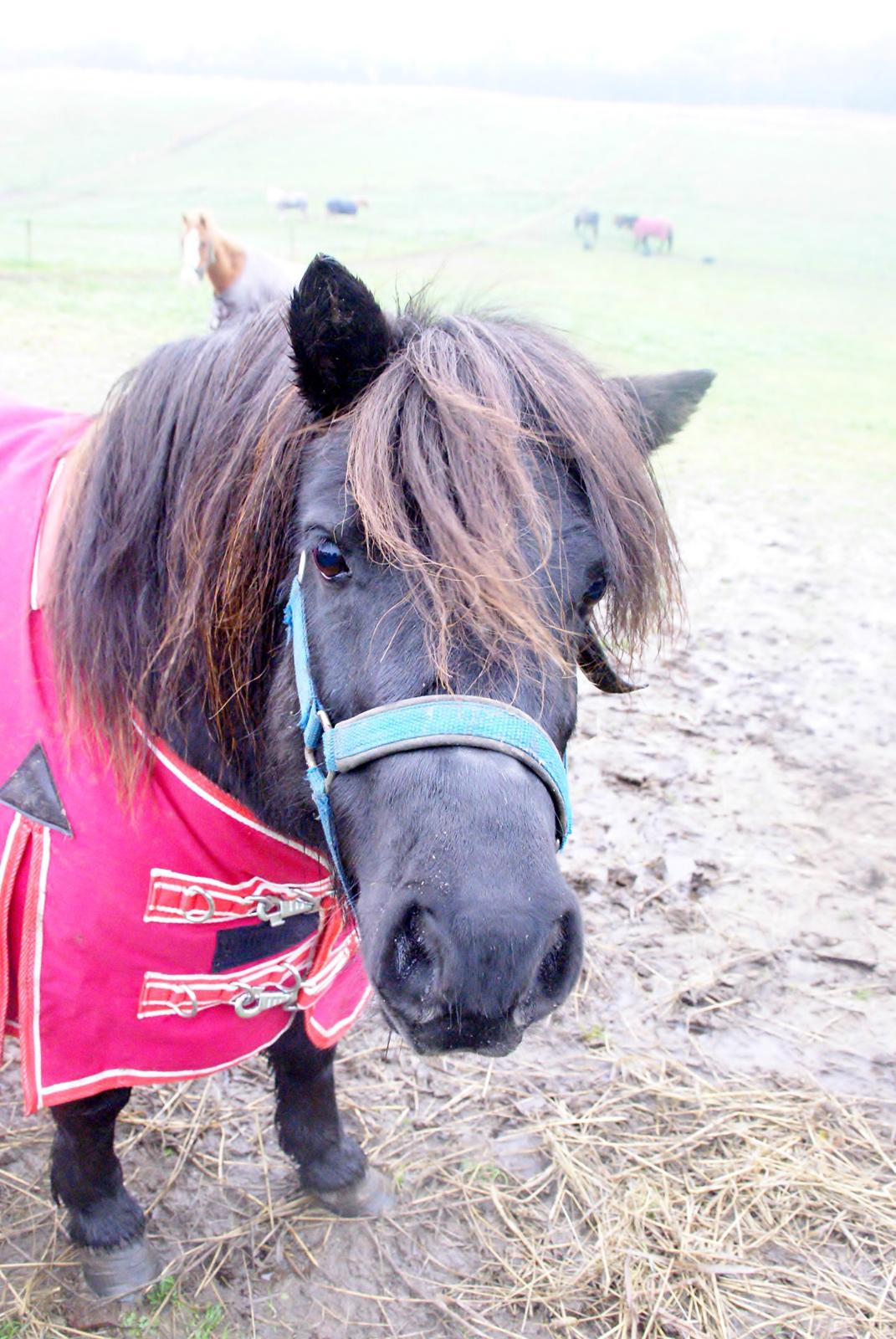 Shetlænder Ryttergaardens Idun billede 2