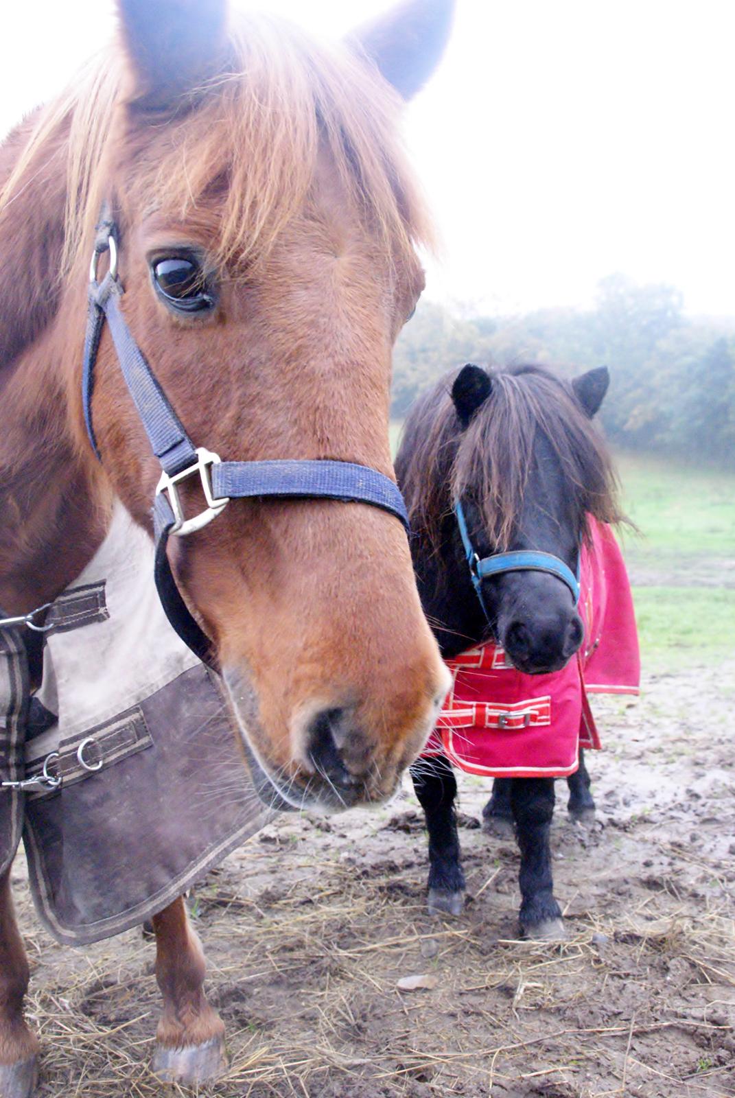 Shetlænder Ryttergaardens Idun - Idun og fold ven Joey billede 4