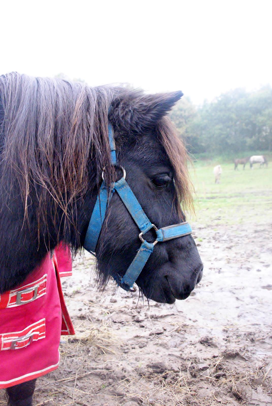 Shetlænder Ryttergaardens Idun billede 3