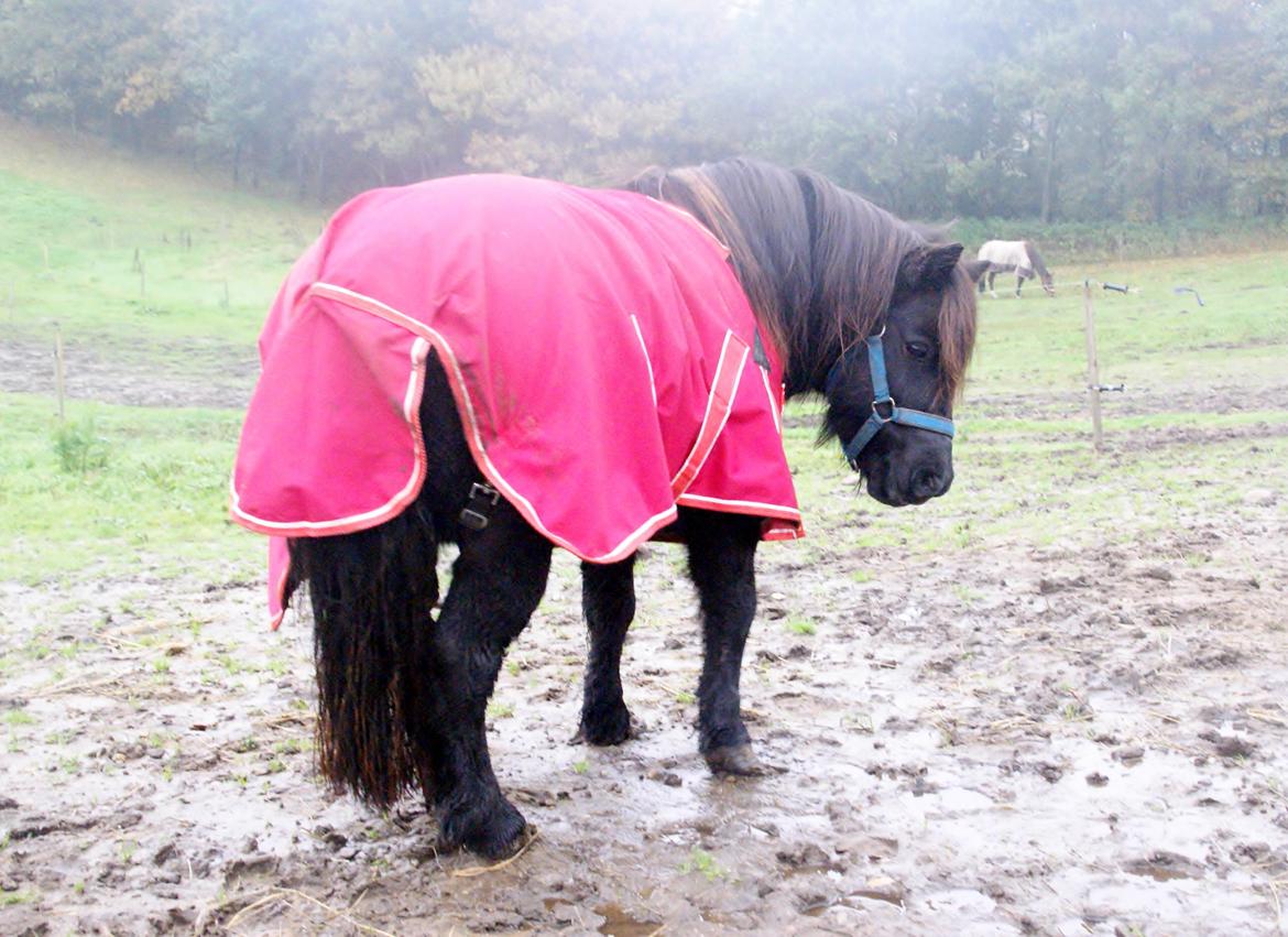 Shetlænder Ryttergaardens Idun billede 5