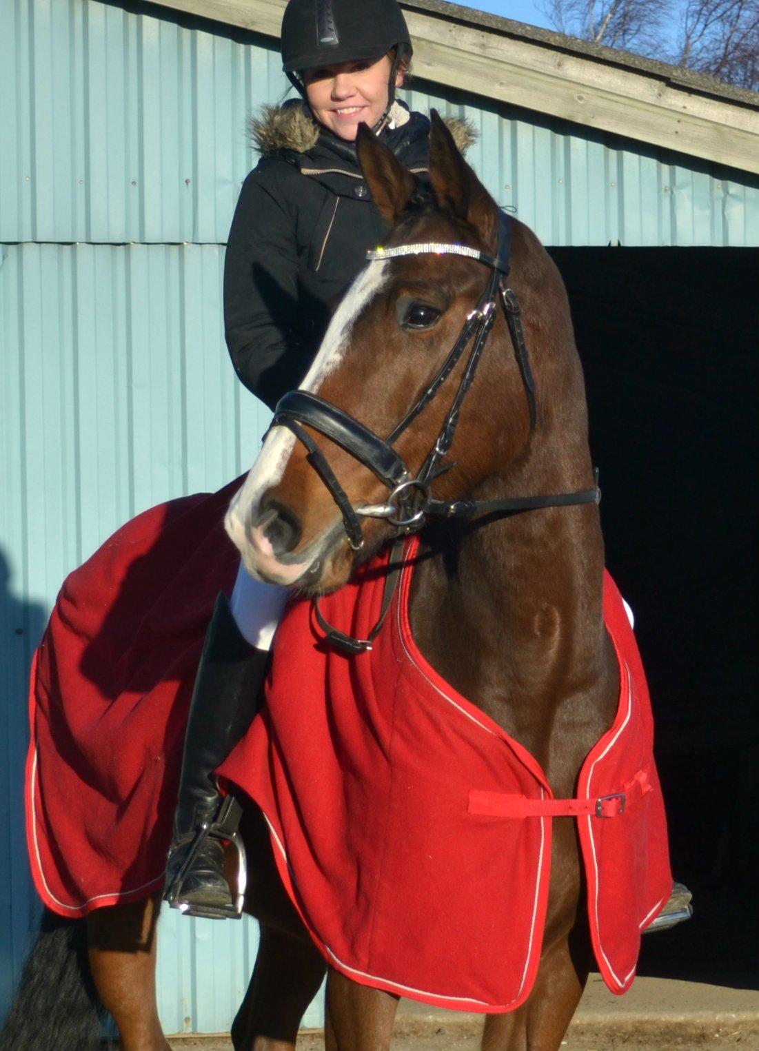 Dansk Varmblod Landlystes Isabella billede 27
