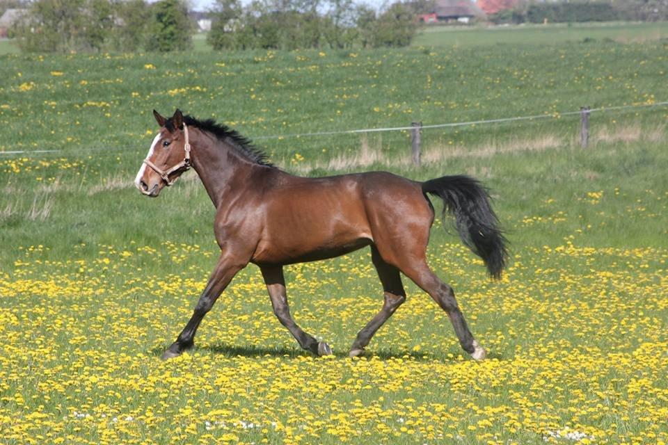 Dansk Varmblod Landlystes Isabella billede 34