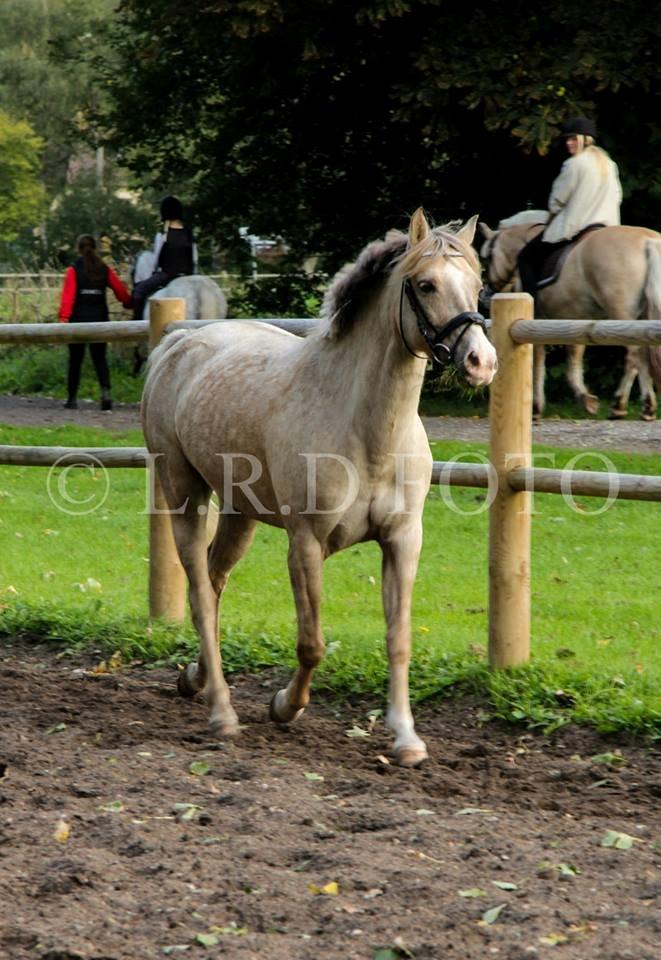 Anden særlig race Medina (tidligere pony) billede 15