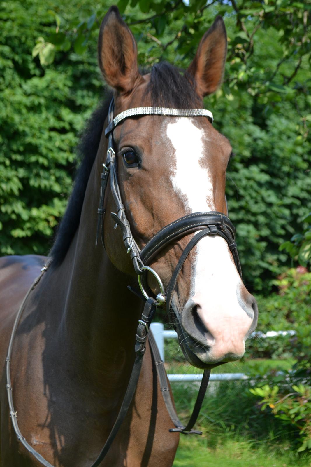 Dansk Varmblod Landlystes Isabella billede 37