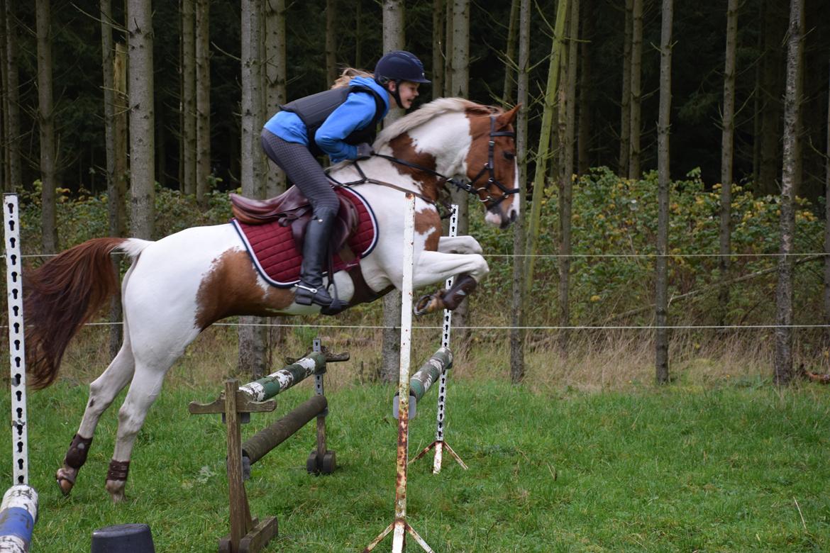 Tysk Sportspony Schirin 2(Sisse) billede 4