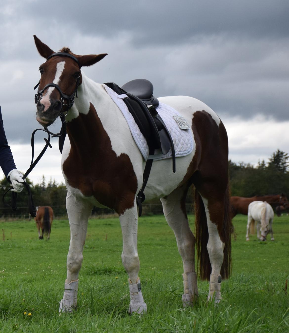 Hollandsk Sportspony SHARON - LAMA! <3 billede 9