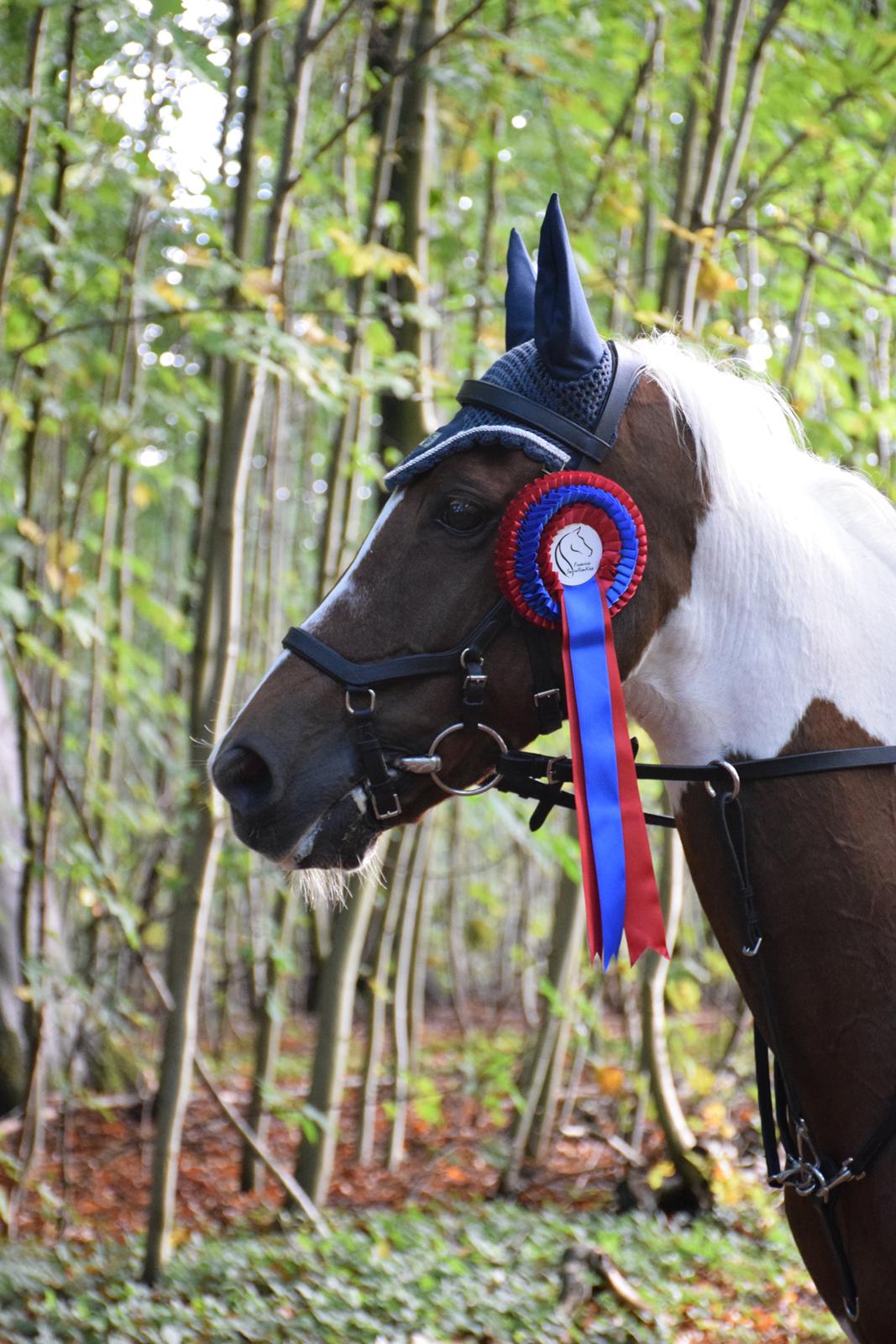 Hollandsk Sportspony SHARON - Velkommen - Sharon i FSRK's skov.  billede 1