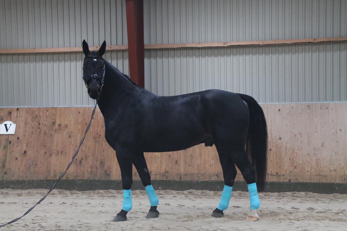 Oldenborg Ikaros - 191014 - Model <3 billede 3