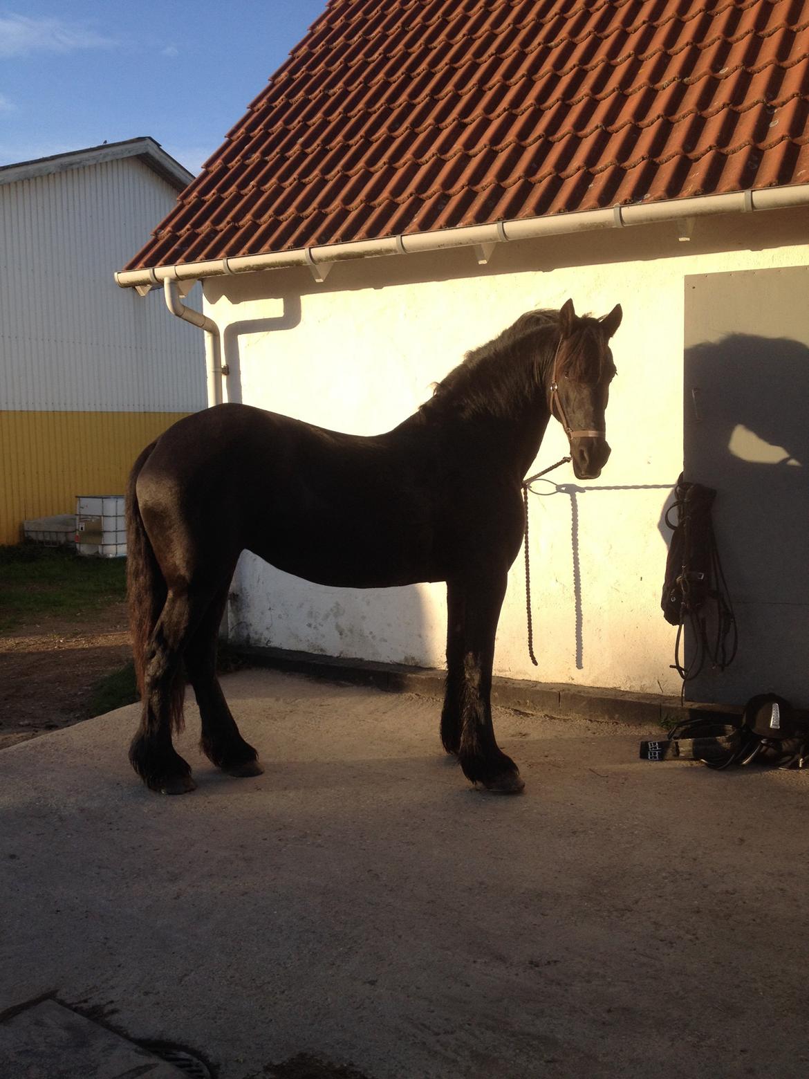 Frieser Narda (himmelhest)  billede 6