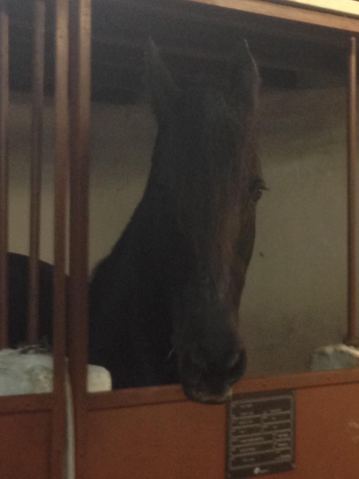 Frieser Narda (himmelhest)  billede 7