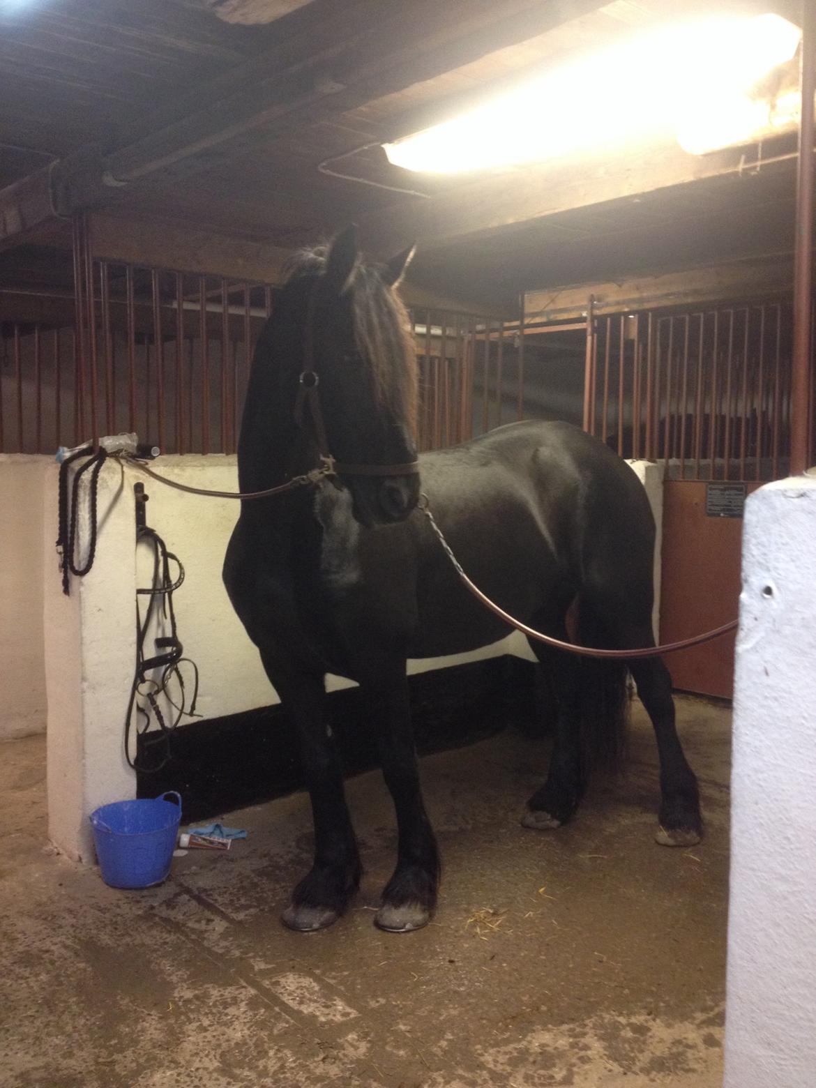 Frieser Narda (himmelhest)  billede 8