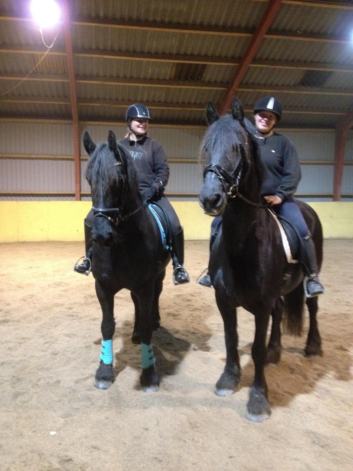 Frieser Narda (himmelhest)  billede 9