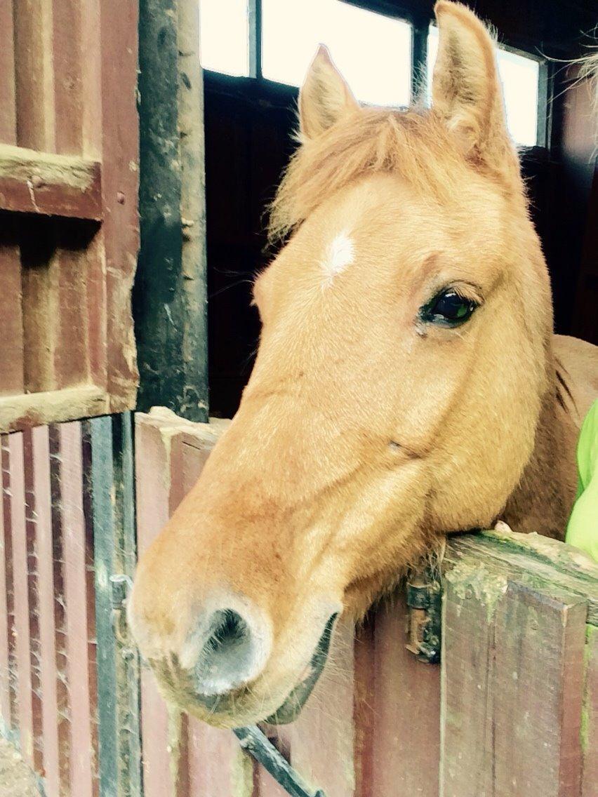 Anden særlig race Shamrocks Lotte billede 6