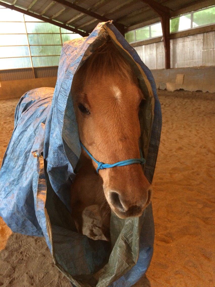 Anden særlig race Shamrocks Lotte billede 3