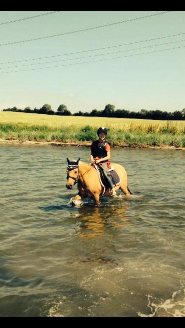 Anden særlig race Shamrocks Lotte billede 12