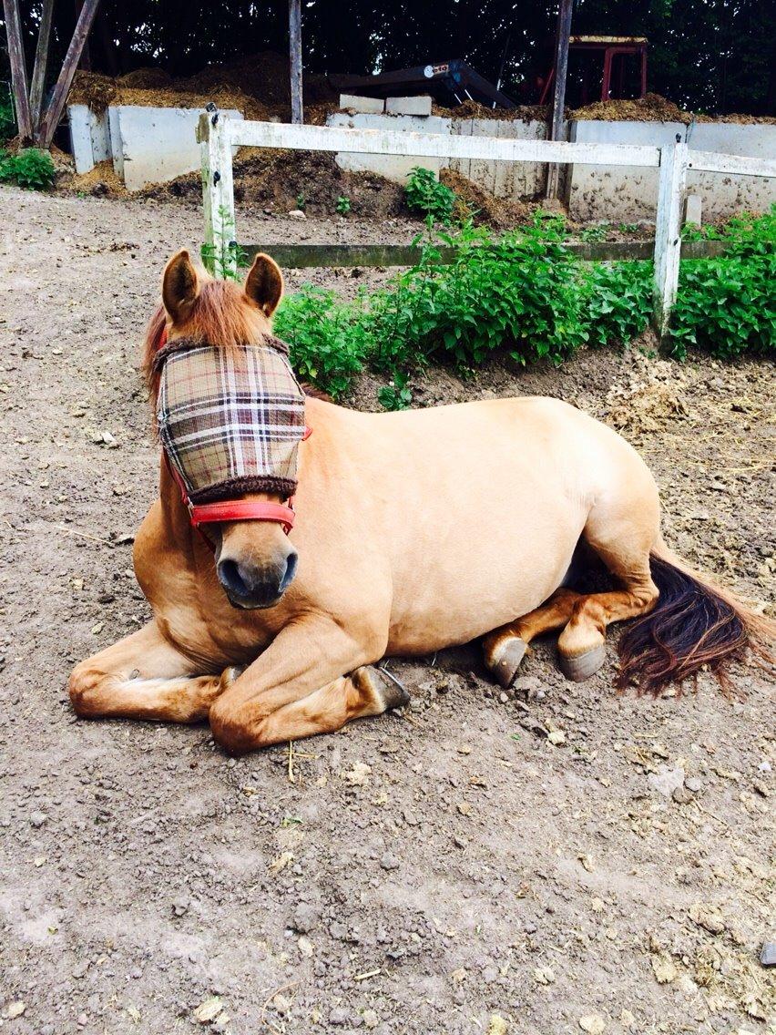 Anden særlig race Shamrocks Lotte billede 11