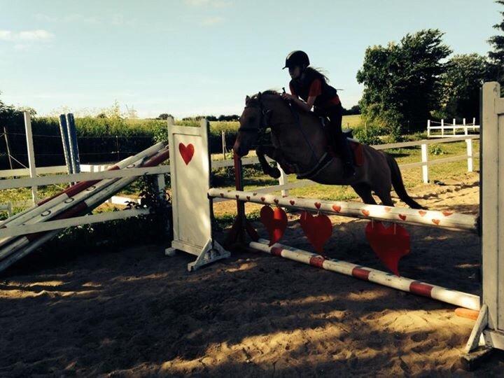 Anden særlig race Shamrocks Lotte billede 13