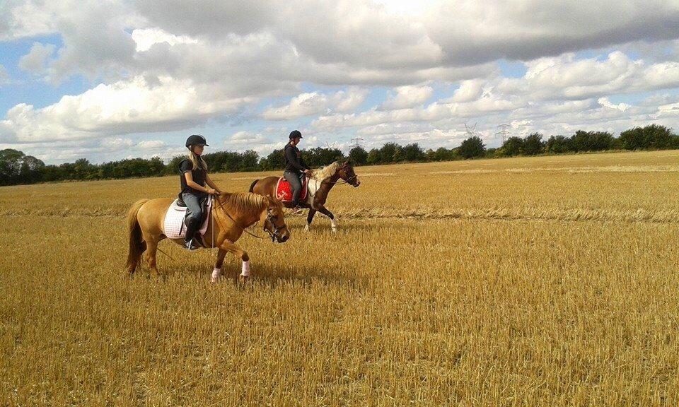 Anden særlig race Shamrocks Lotte billede 16