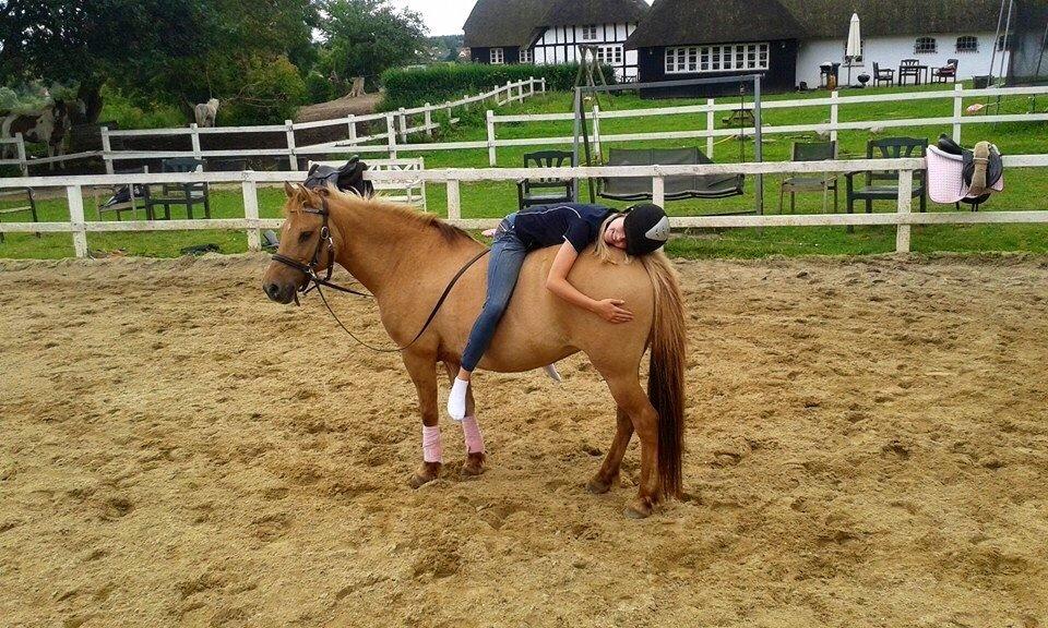 Anden særlig race Shamrocks Lotte billede 17