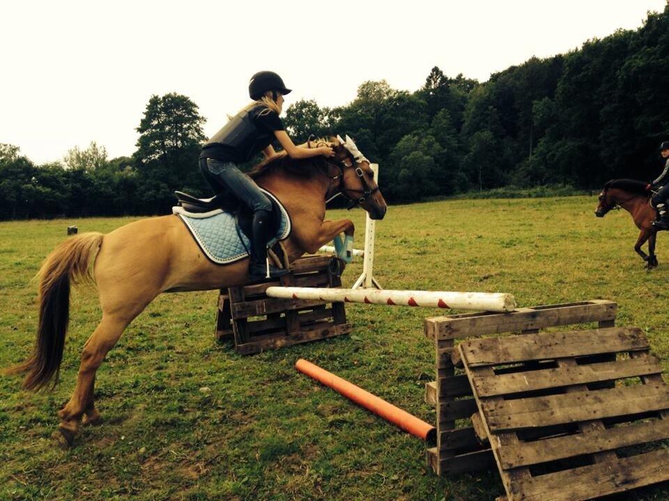 Anden særlig race Shamrocks Lotte billede 18