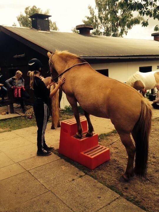 Anden særlig race Shamrocks Lotte billede 19