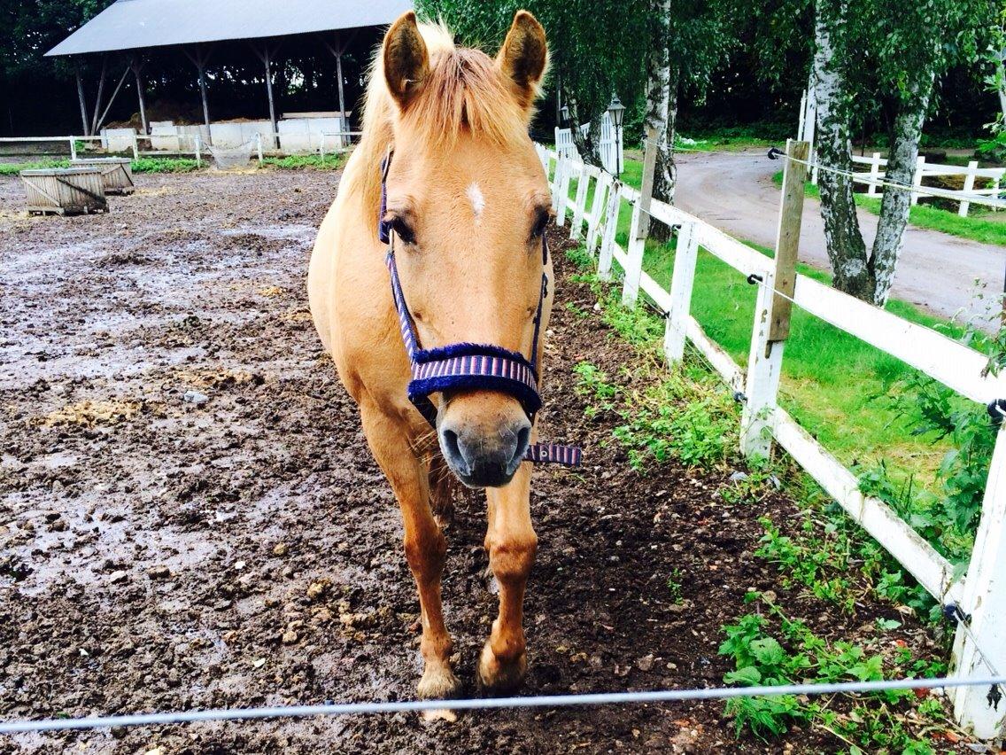 Anden særlig race Shamrocks Lotte billede 20