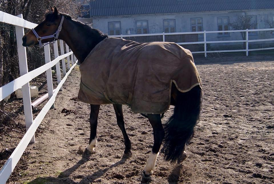 Anden særlig race Wish Me Luck - Wisher på vinterfold<3 Vinter 2014 billede 10