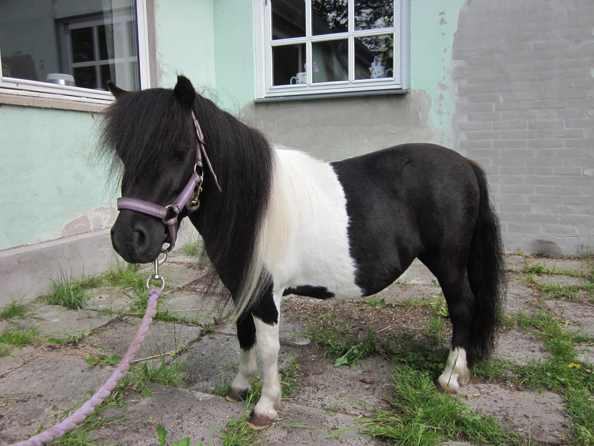 Shetlænder Stjernens Ichelle billede 31