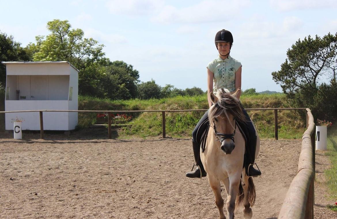 Fjordhest Birkens Hailey billede 3